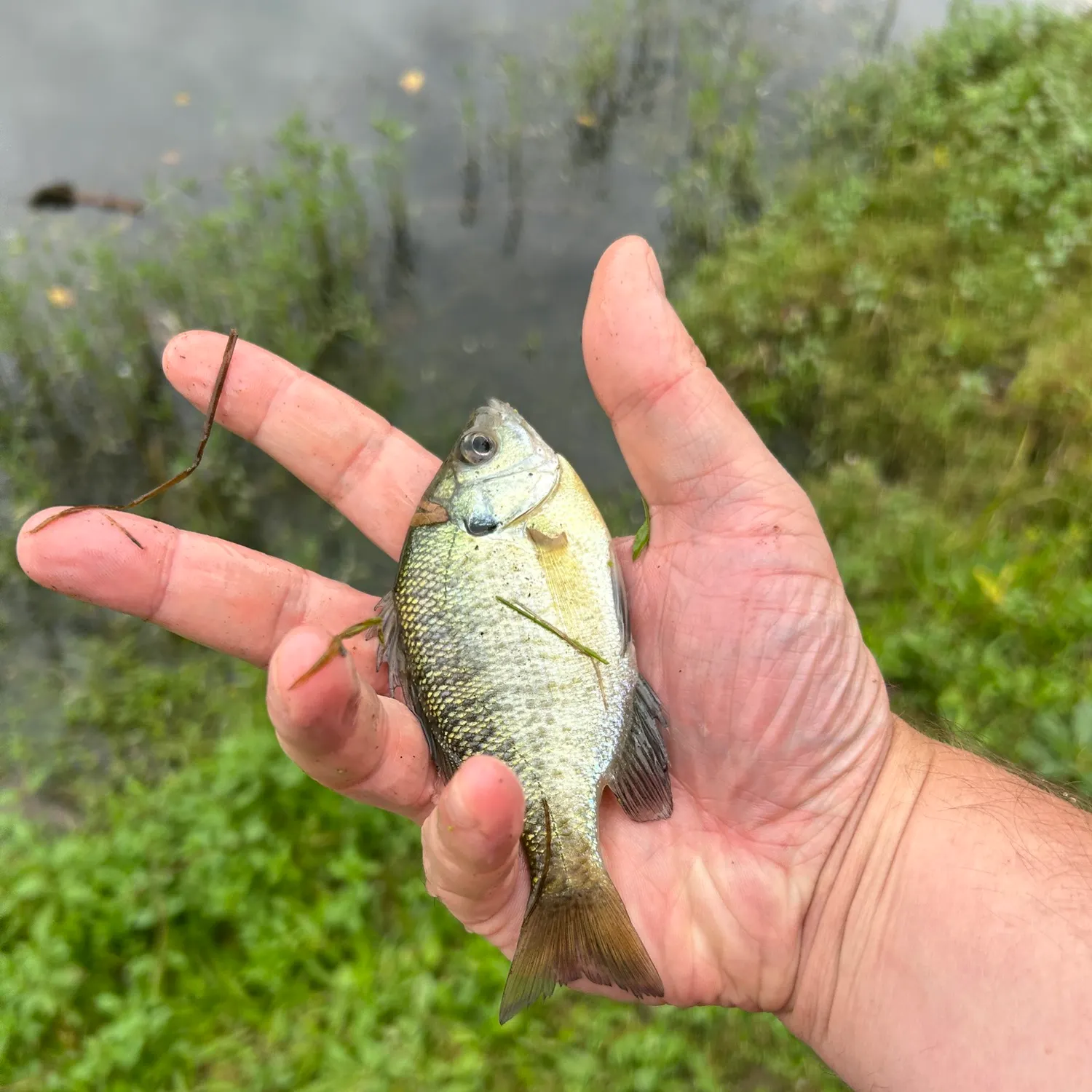 Bluegill caught on Fishbrain