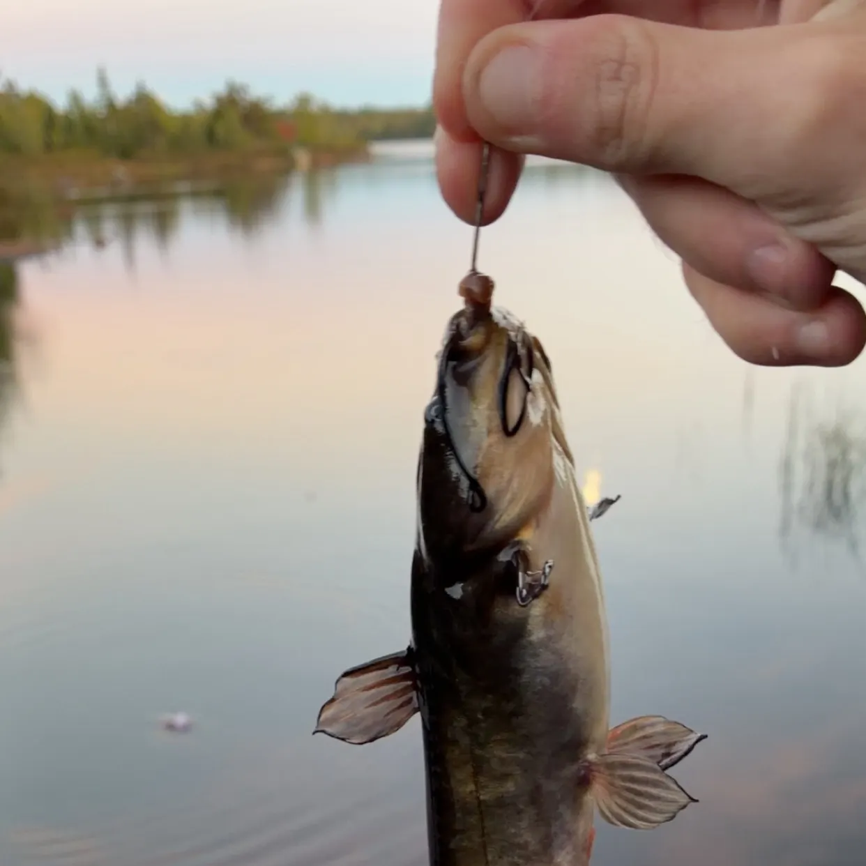 Brown bullhead caught on Fishbrain