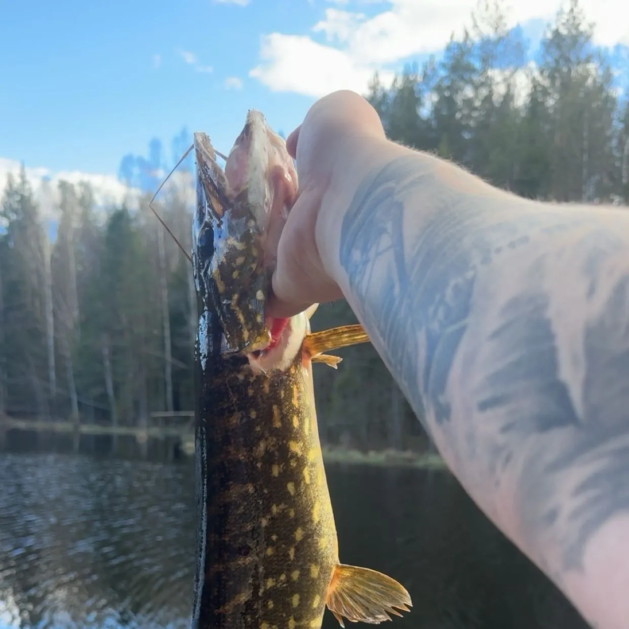 Northern pike caught on Fishbrain