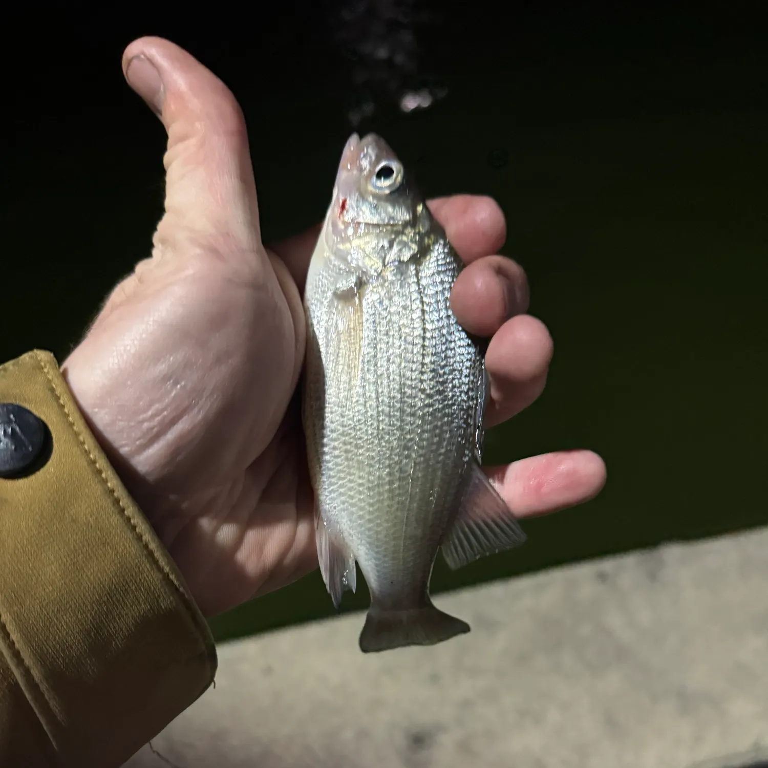 White perch caught on Fishbrain