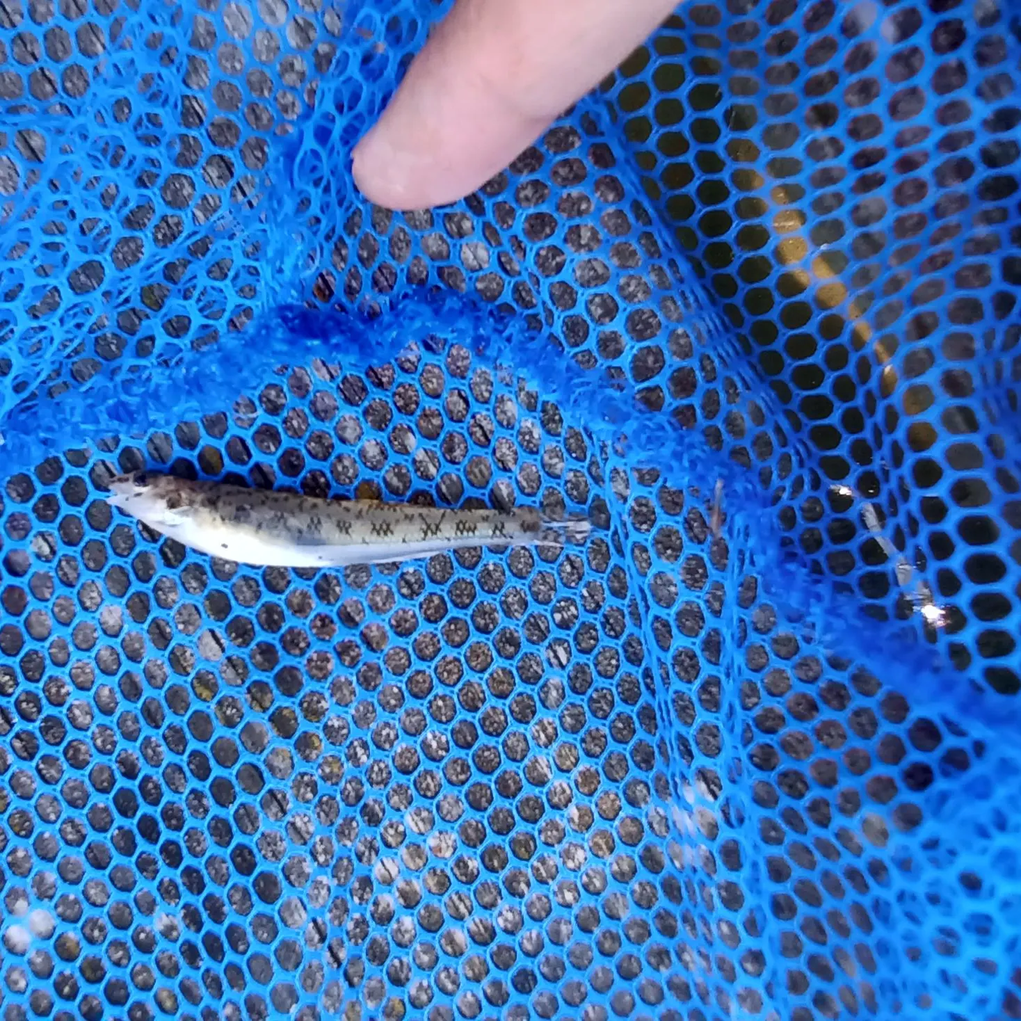 The most recent Northern tessellated darter catches on Fishbrain