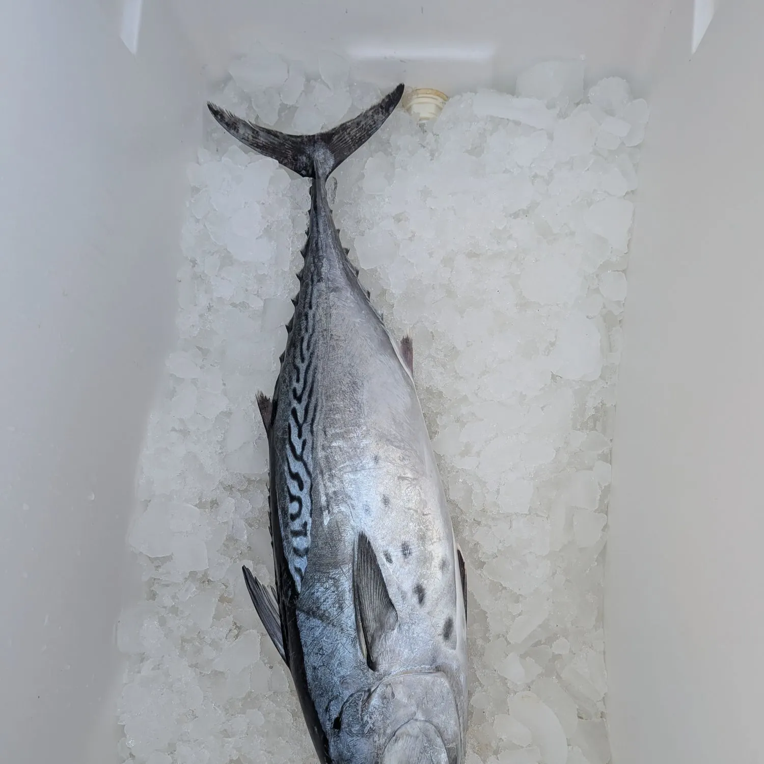Little tunny caught on Fishbrain