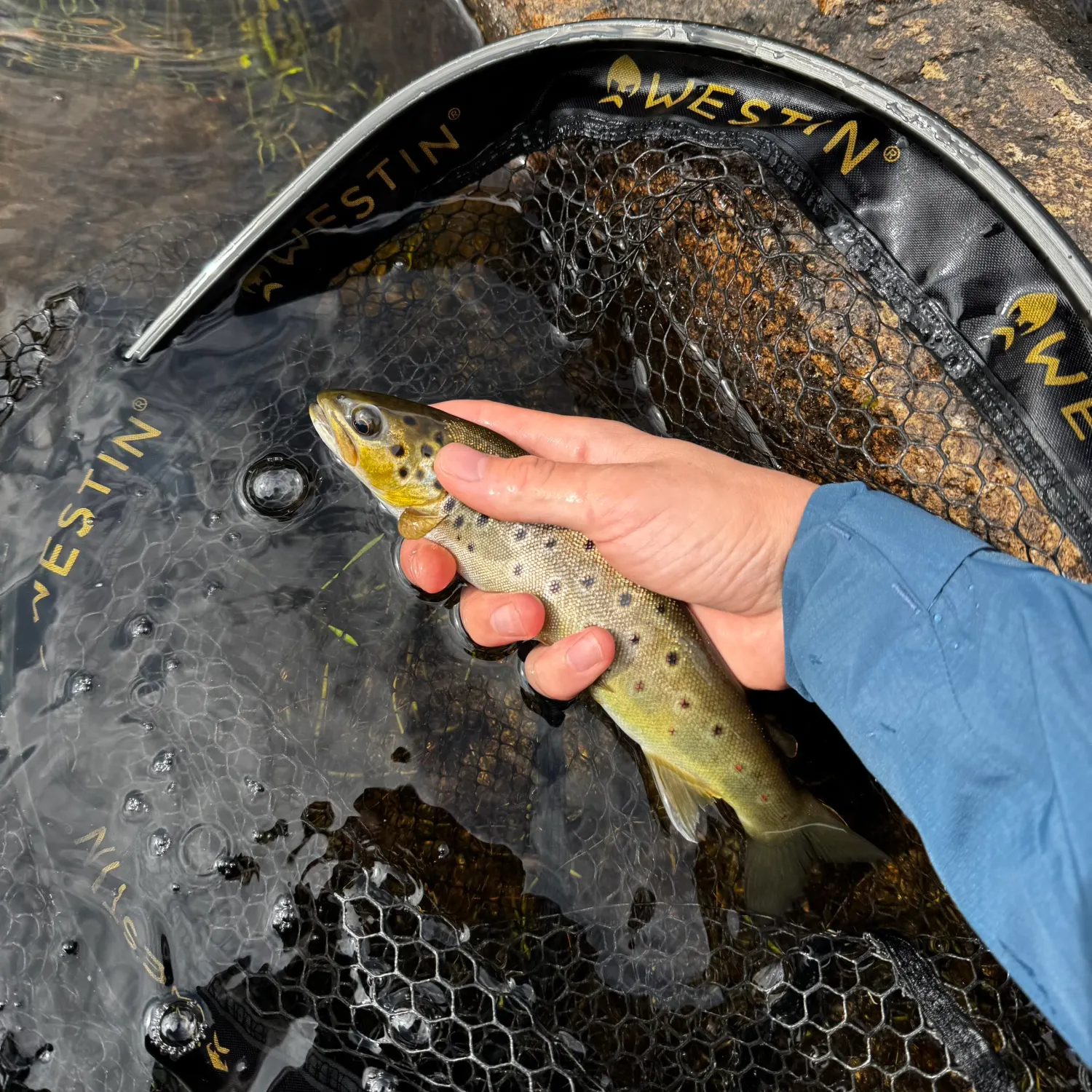 Brown trout caught on Fishbrain