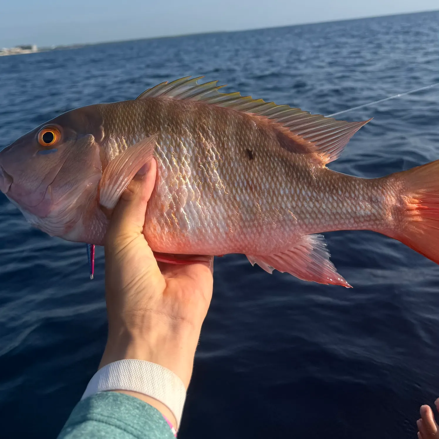 The most recent Mutton snapper catches on Fishbrain