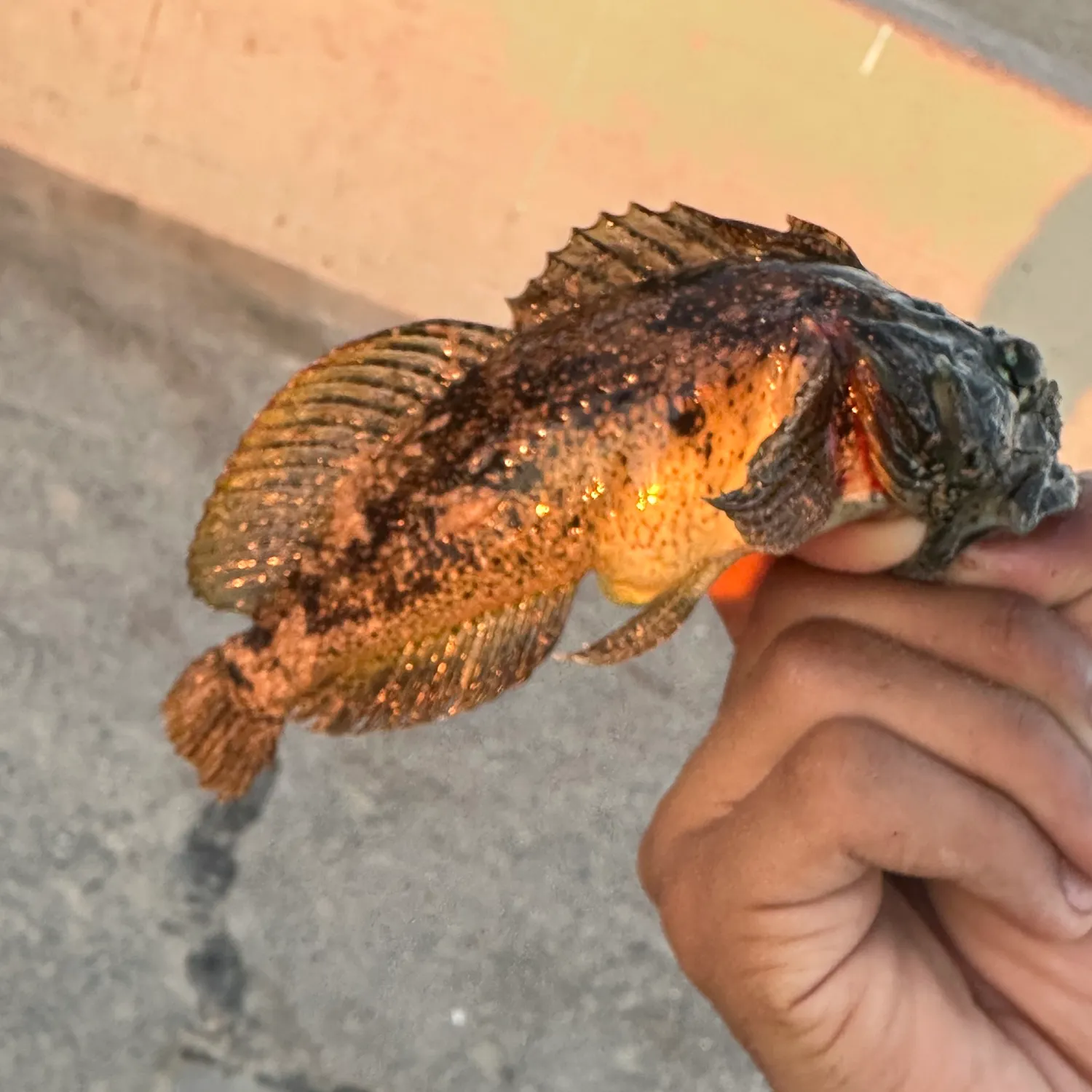 The most recent Woolly sculpin catches on Fishbrain