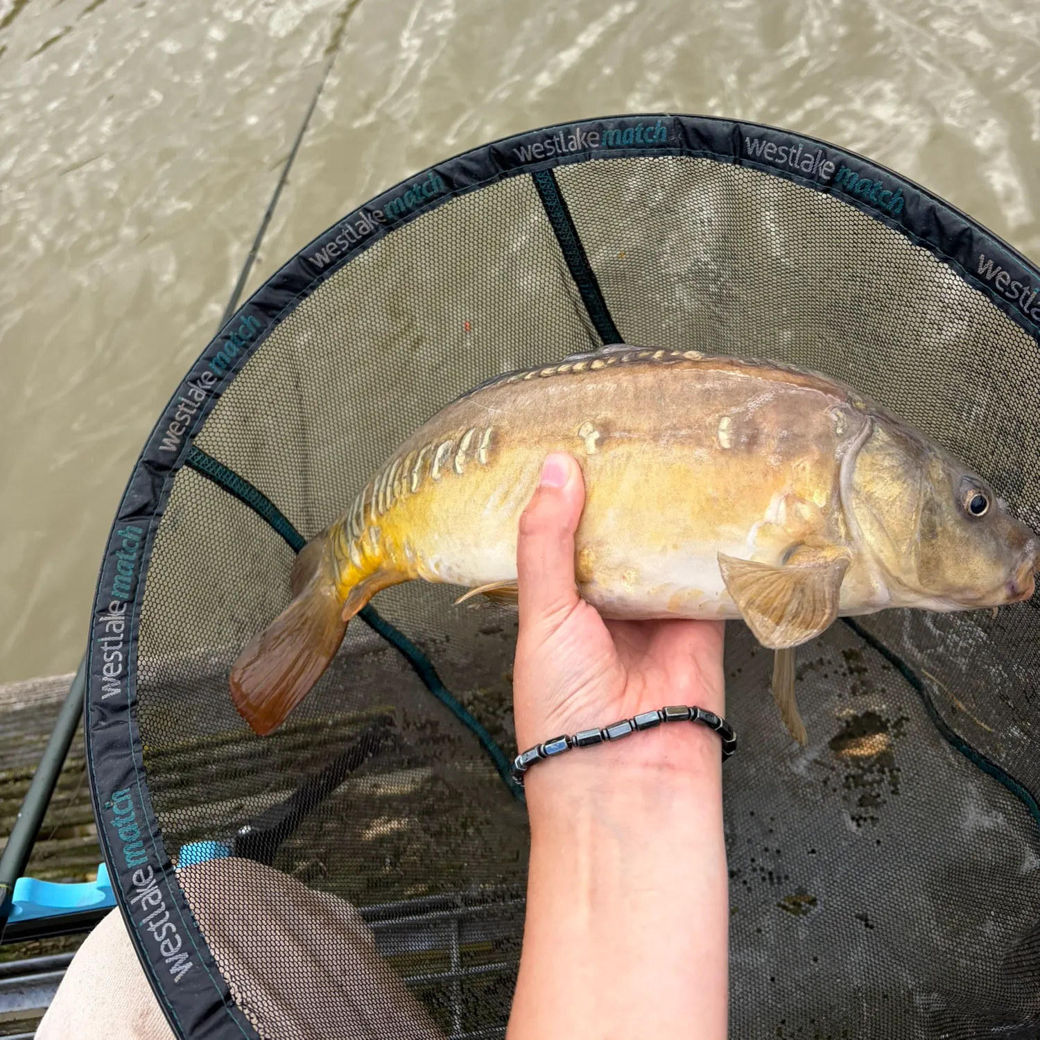 Mirror carp caught on Fishbrain