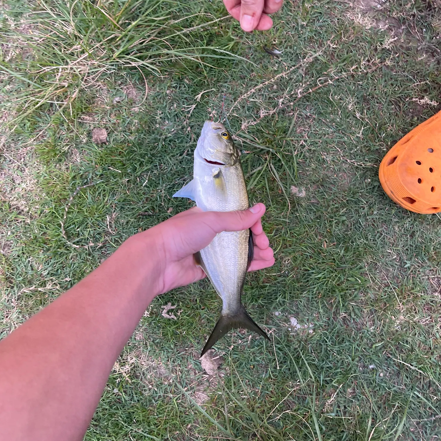 Yellow-eye mullet caught on Fishbrain