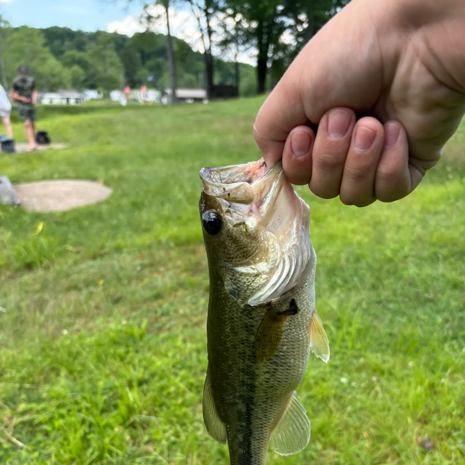 Smallmouth bass caught on Fishbrain