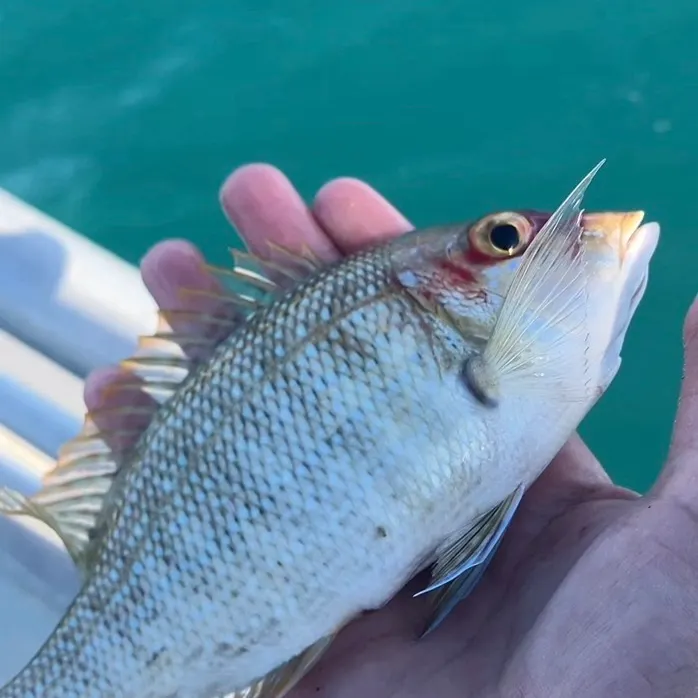 Trumpet emperor caught on Fishbrain