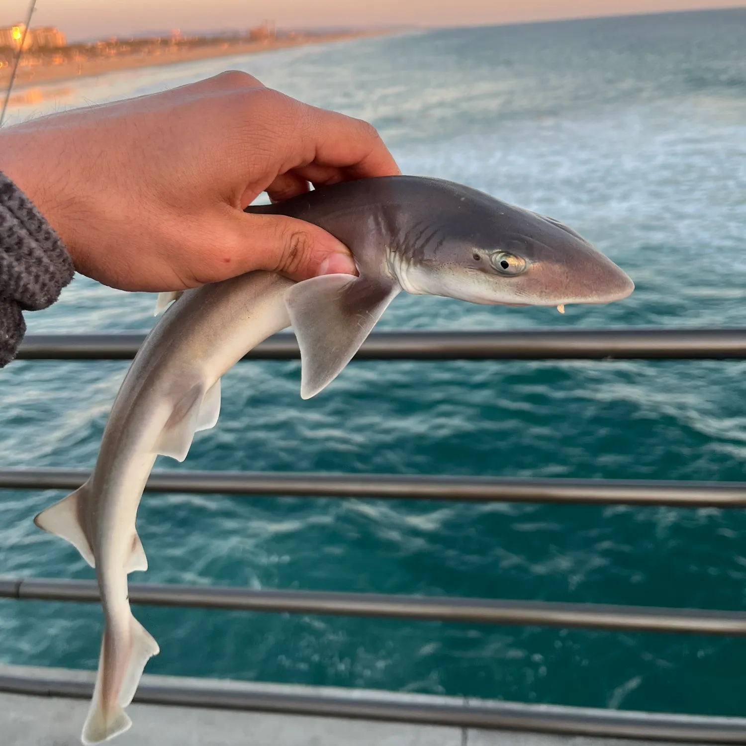 The most popular recent Grey smooth-hound catch on Fishbrain