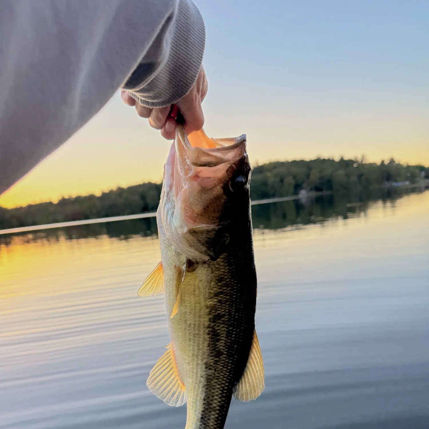 Largemouth bass caught on Fishbrain