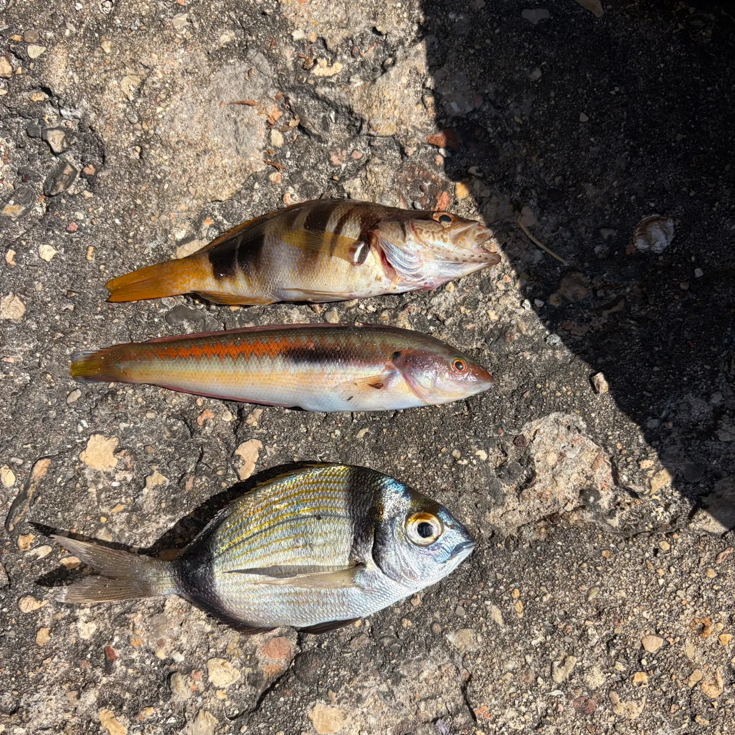 The most recent Mediterranean rainbow wrasse catches on Fishbrain