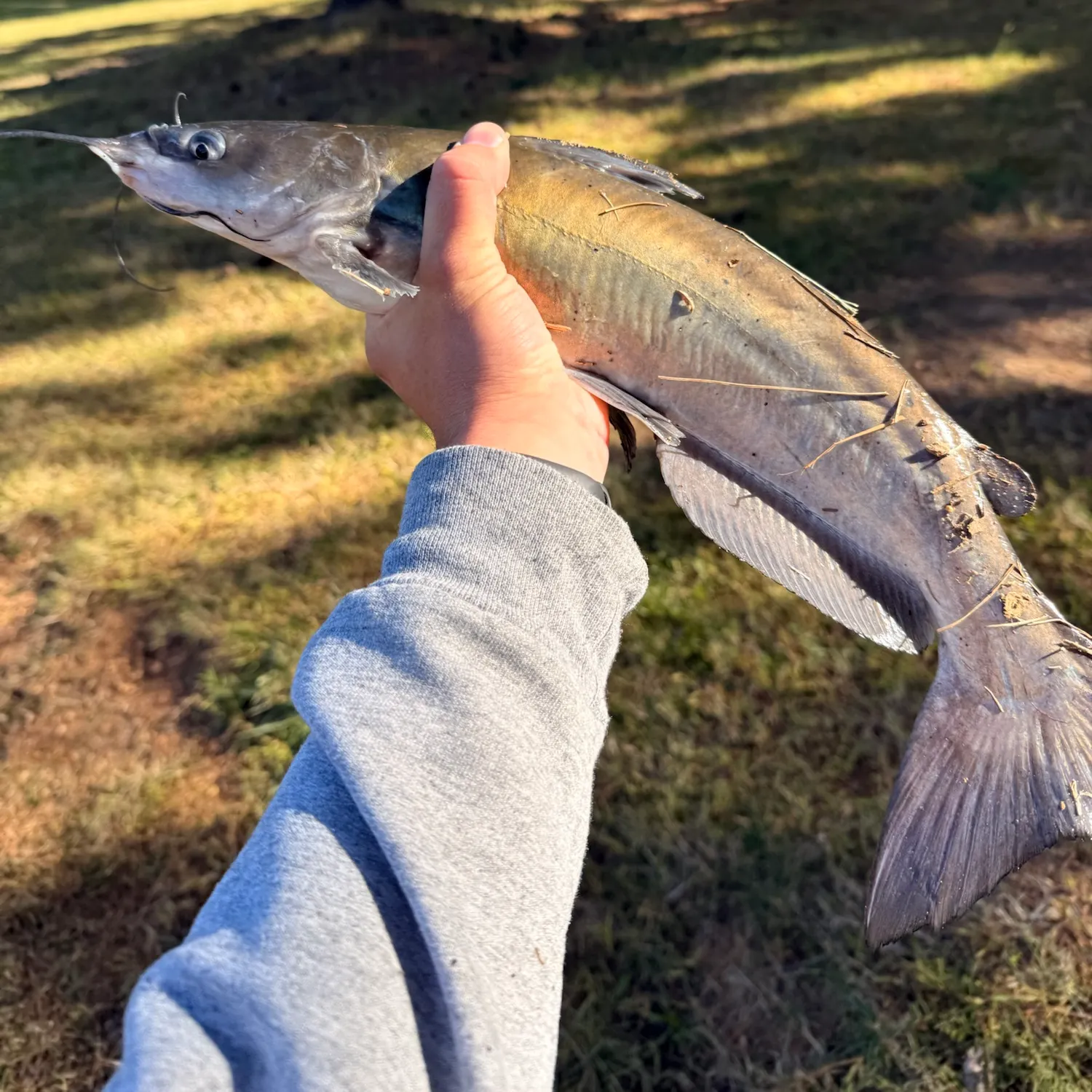 Channel catfish caught on Fishbrain