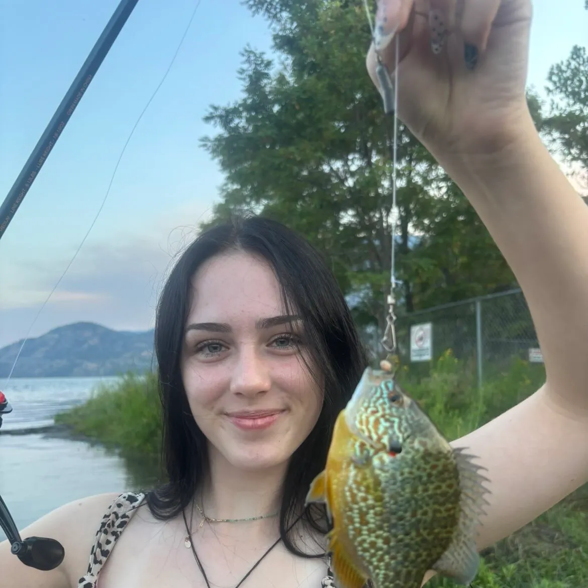 Pumpkinseed caught on Fishbrain