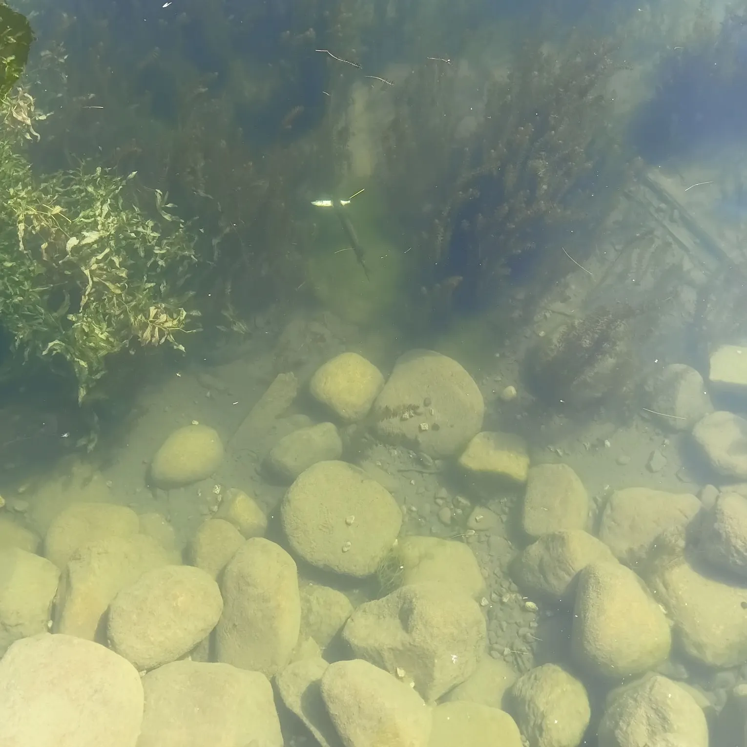 Northern pike caught on Fishbrain
