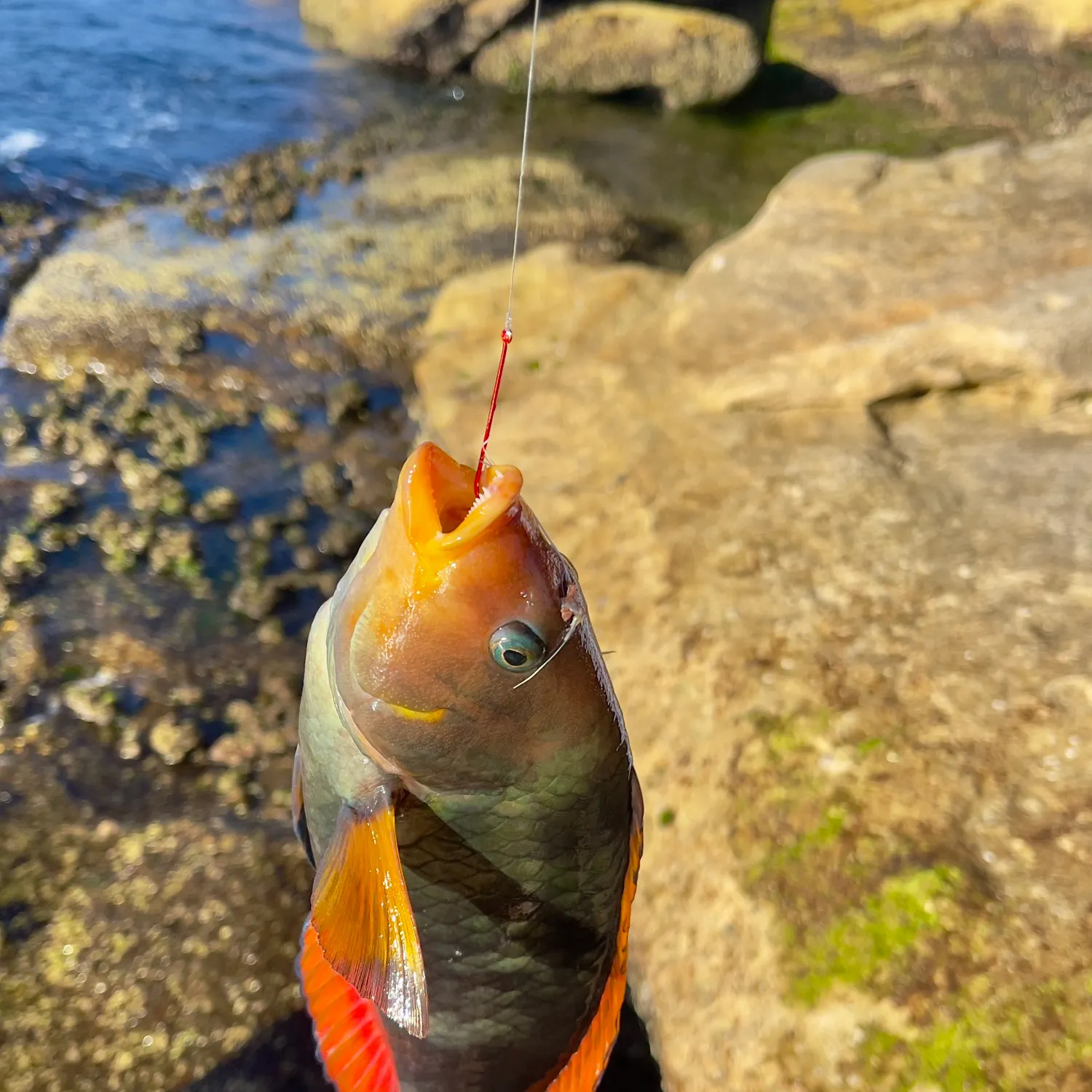 The most recent Crimsonband wrasse catches on Fishbrain