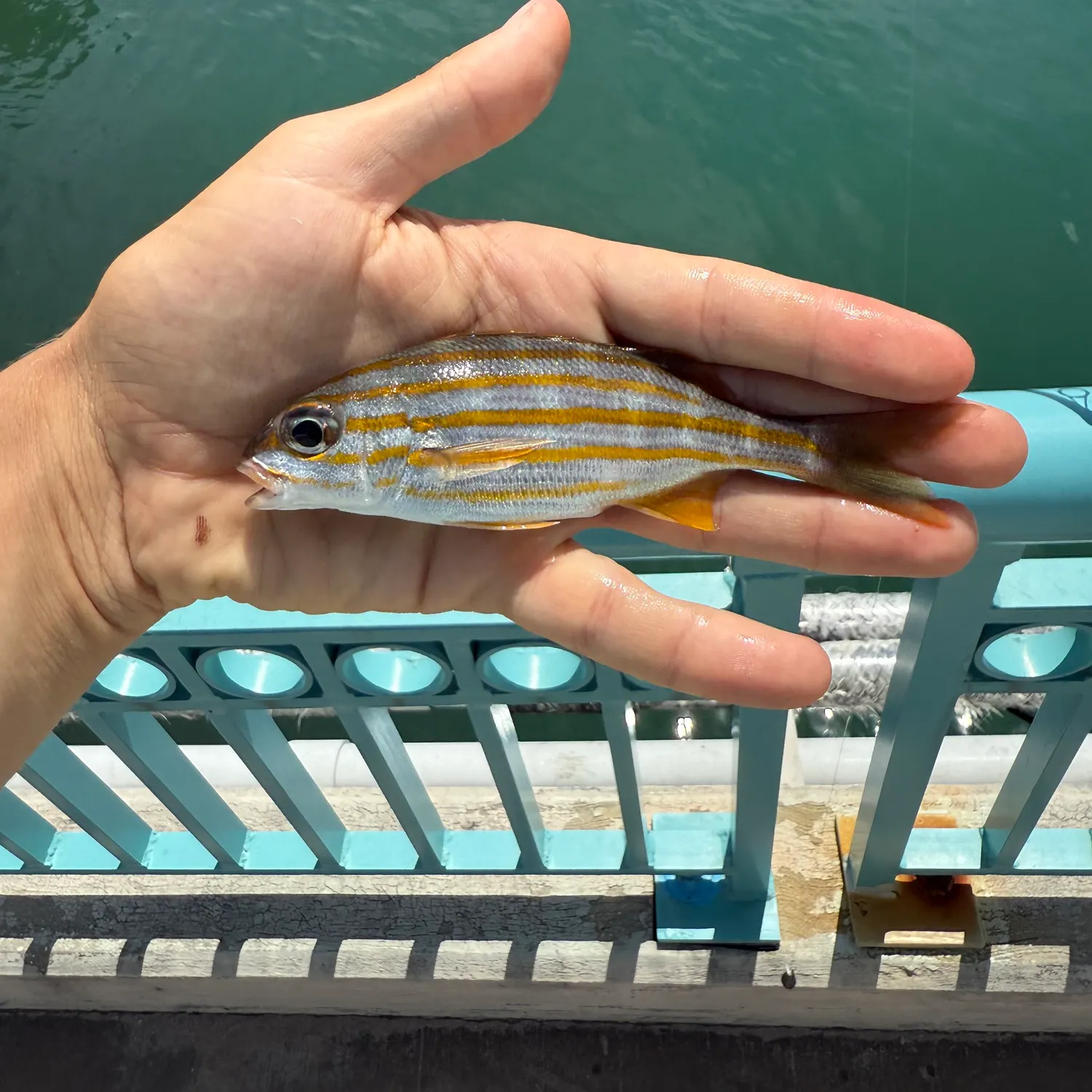 The most recent Smallmouth grunt catches on Fishbrain