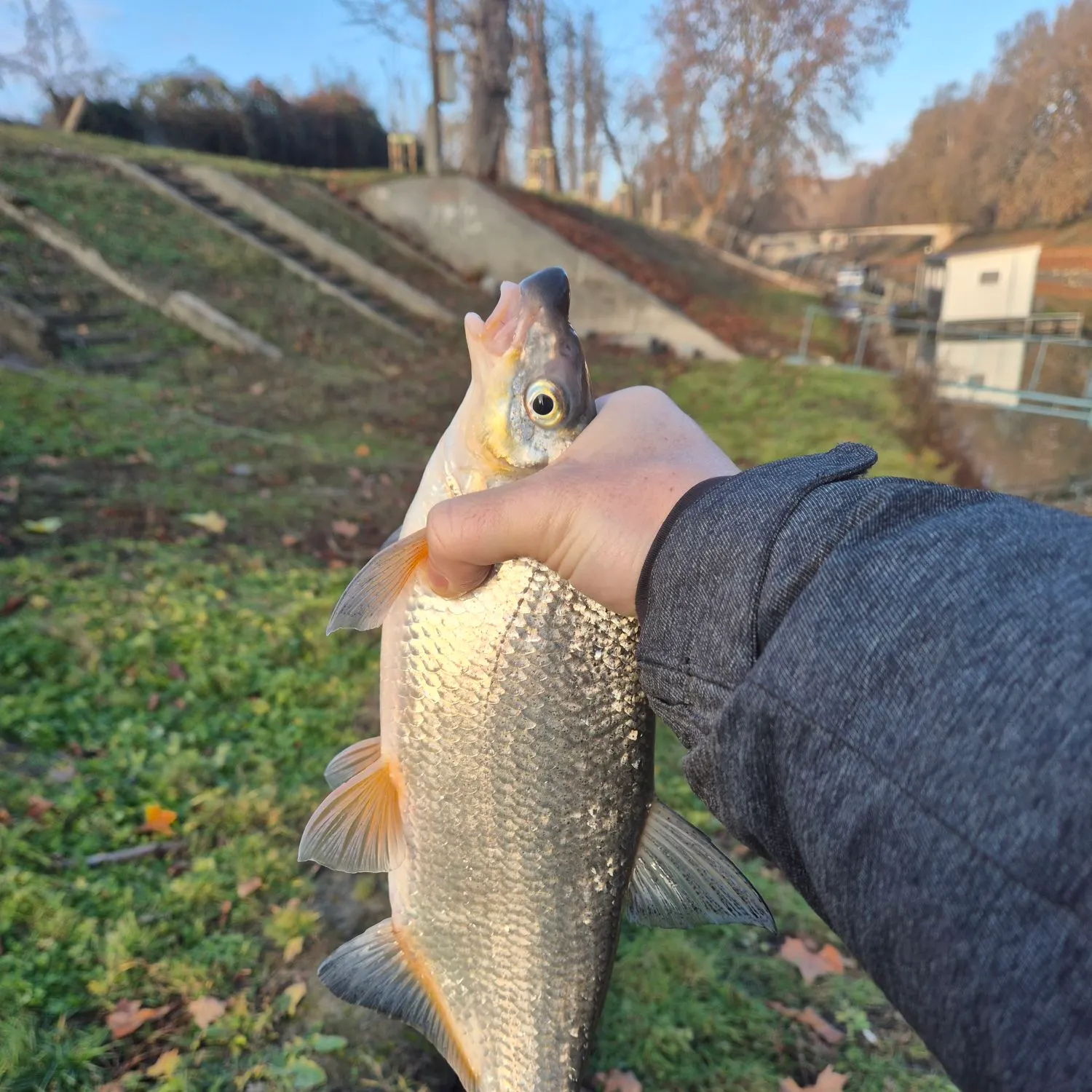 The most recent Vimba bream catches on Fishbrain