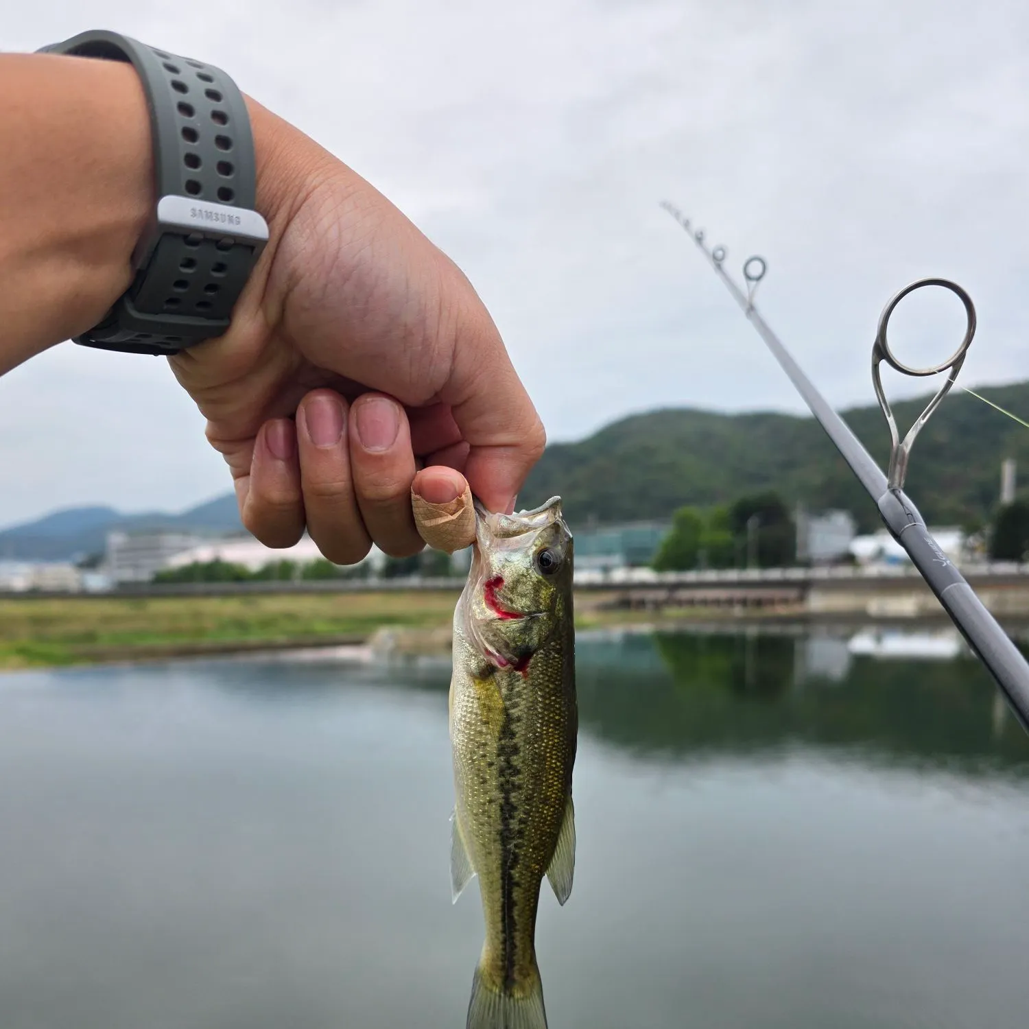 catch