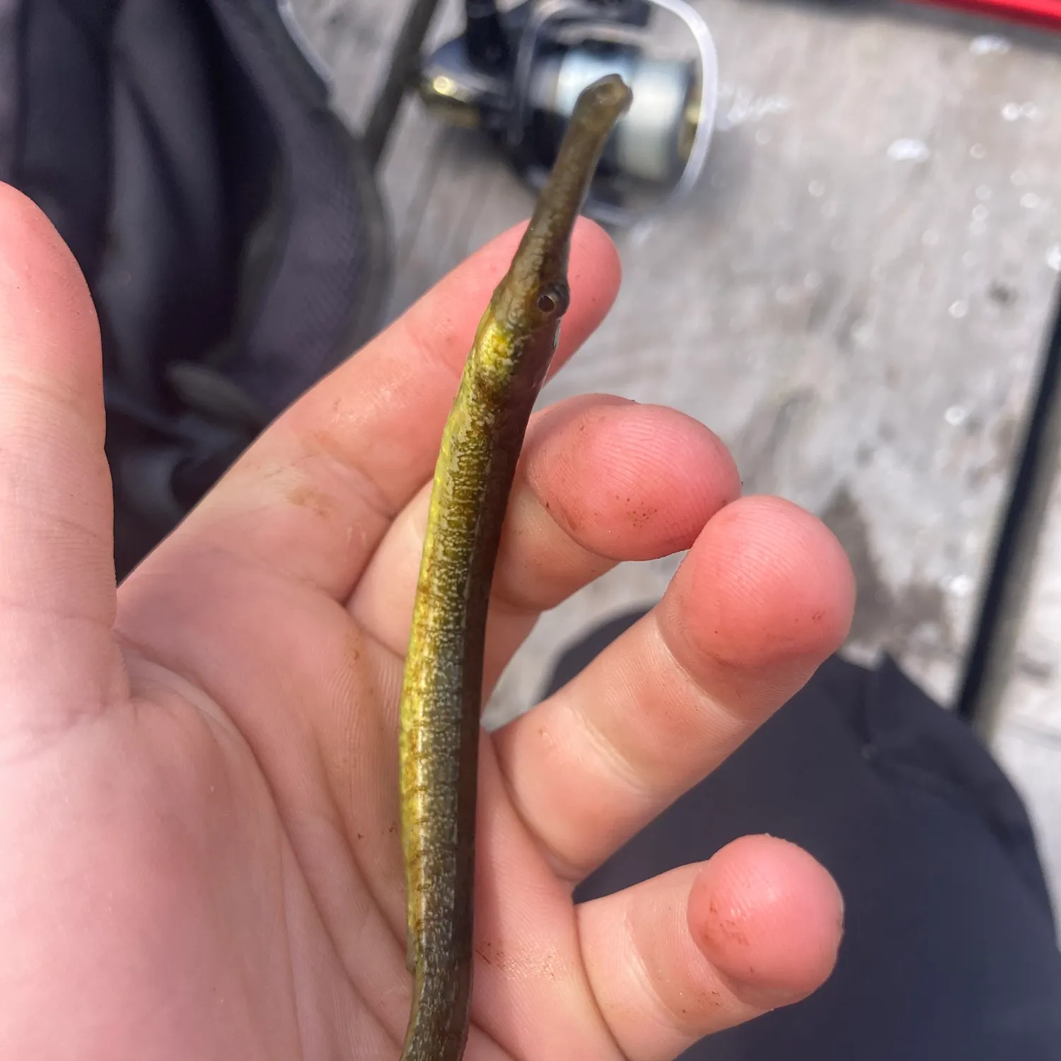 The most recent Tubenose catches on Fishbrain