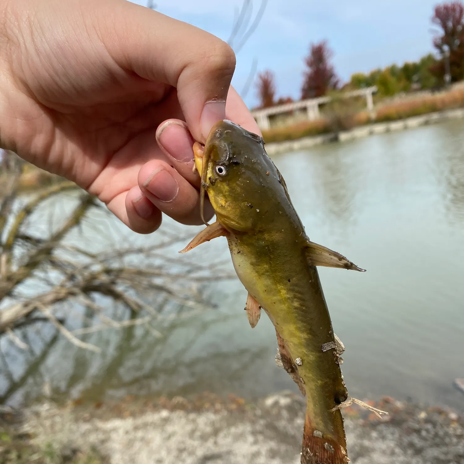 Black bullhead caught on Fishbrain