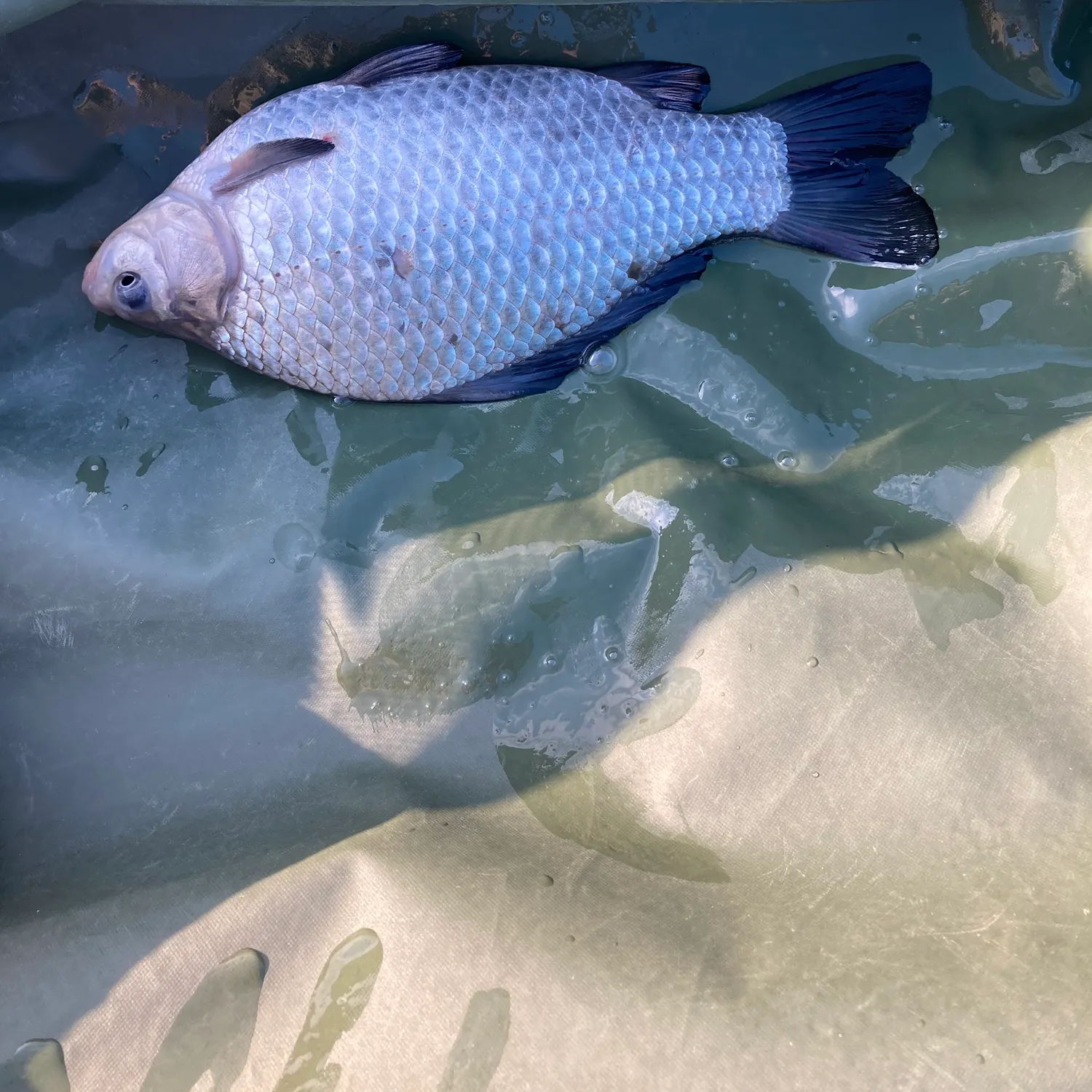 The most recent Prussian carp catches on Fishbrain