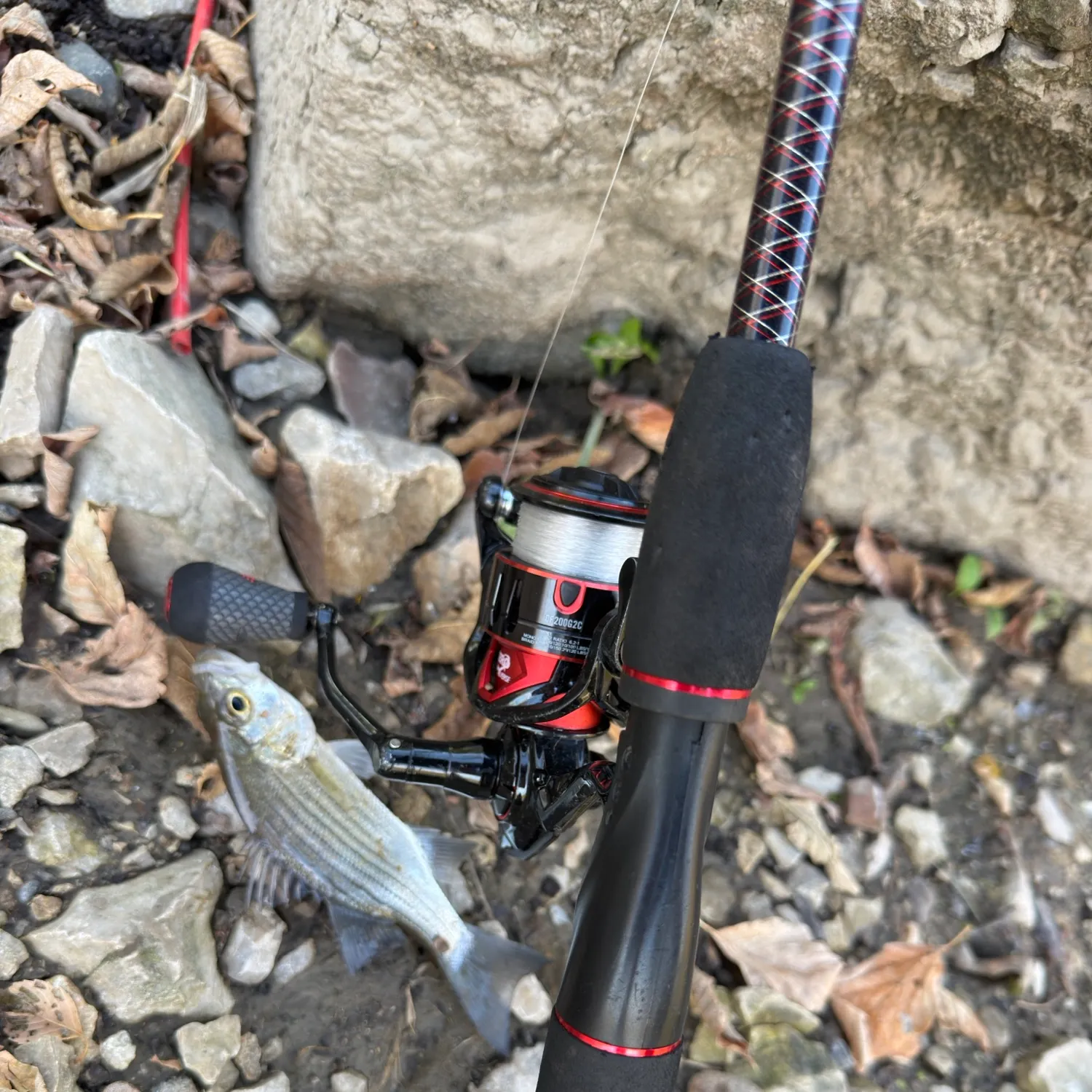 Striped bass caught on Fishbrain
