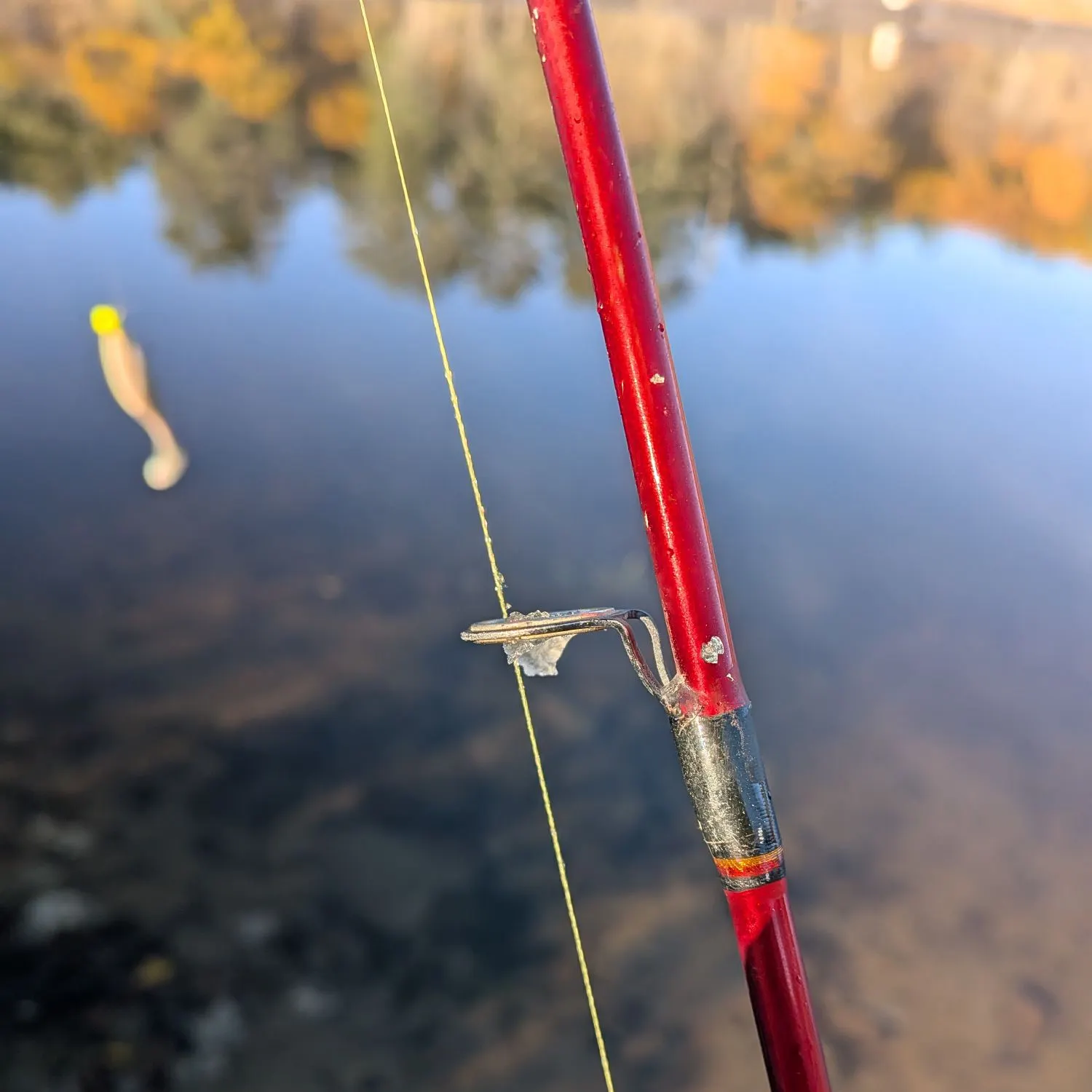 Chain pickerel caught on Fishbrain