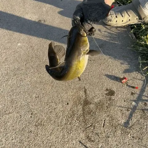 The most recent Black bullhead catches on Fishbrain