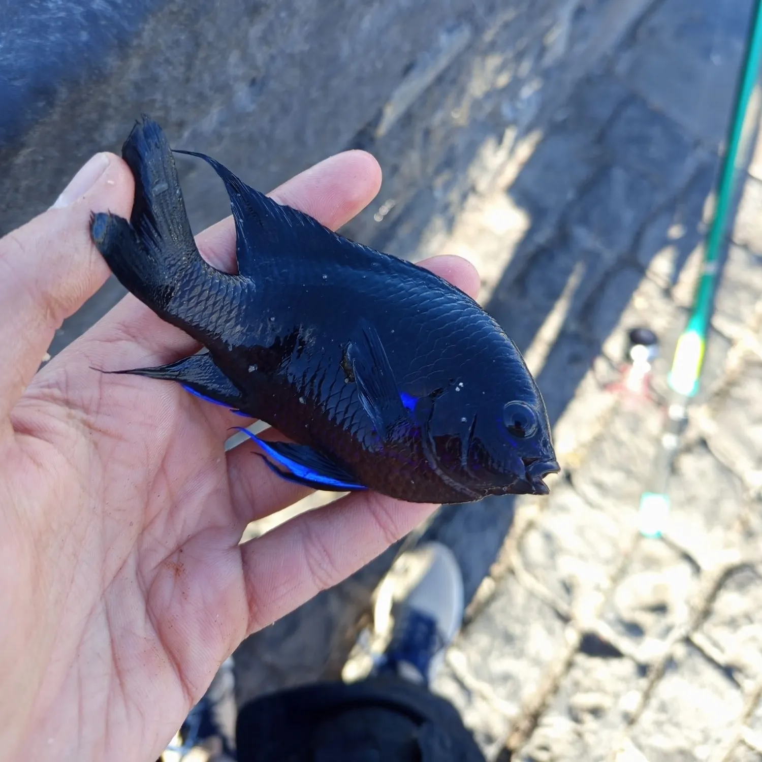 The most recent Canary damsel catches on Fishbrain