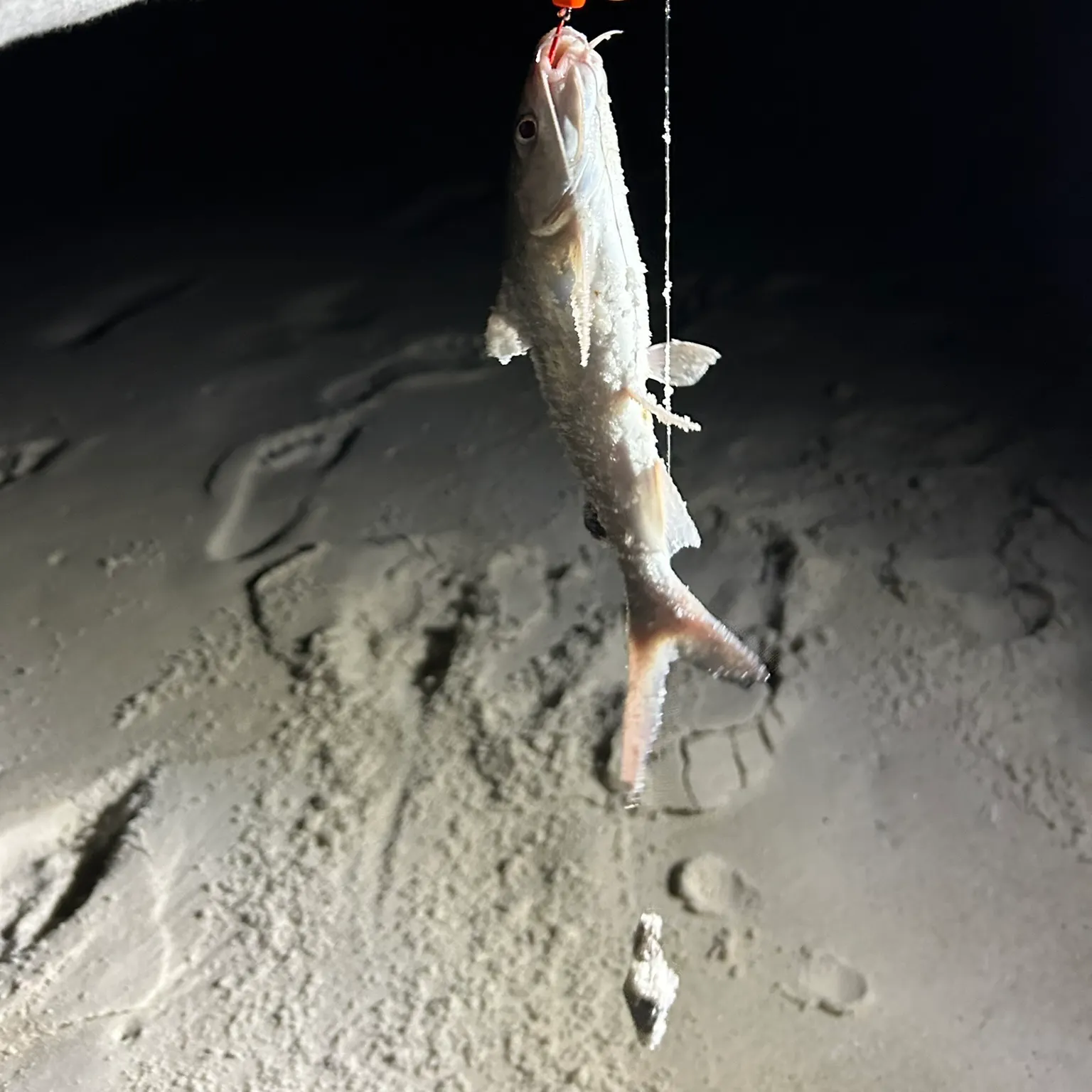 The most recent Hardhead sea catfish catches on Fishbrain