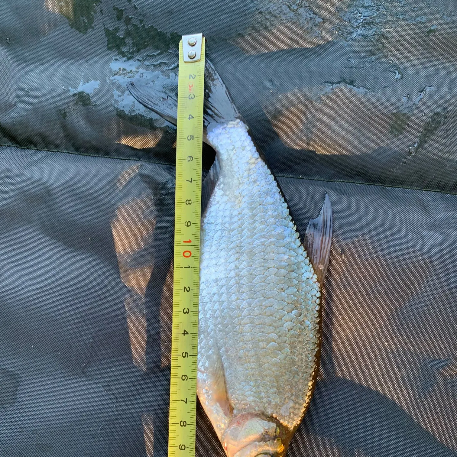 European chub caught on Fishbrain