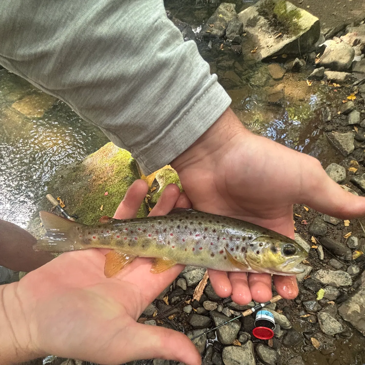 Brown trout caught on Fishbrain