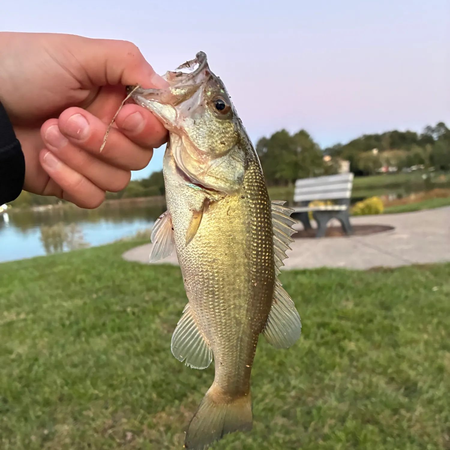 Largemouth bass caught on Fishbrain