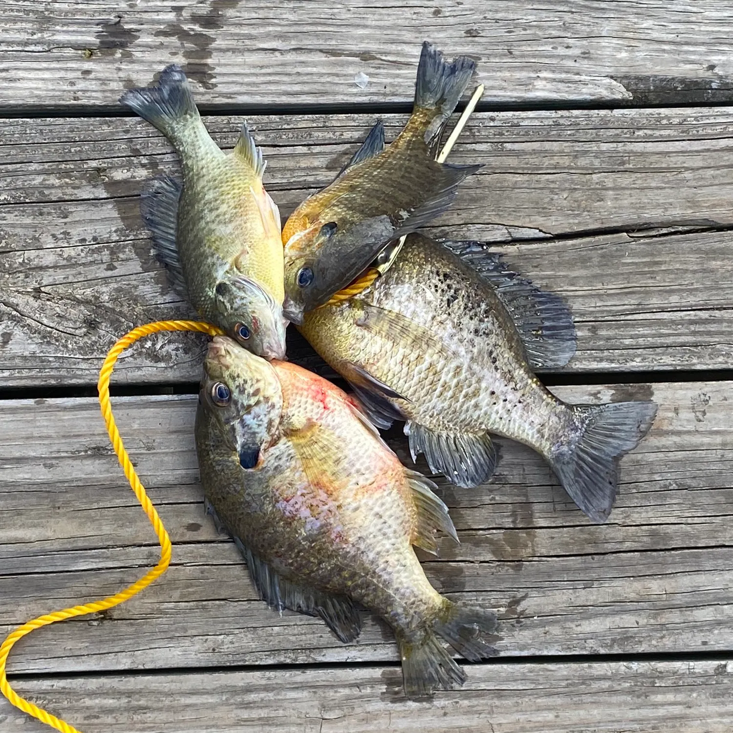 recently logged catches