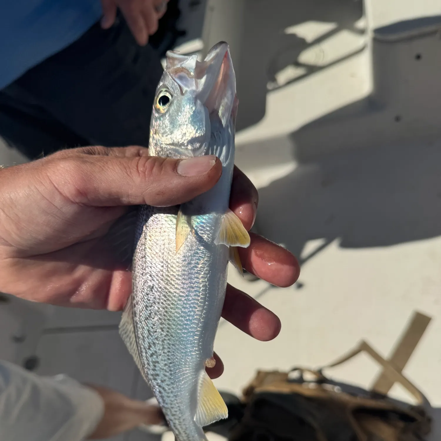 The most recent Gray weakfish catches on Fishbrain