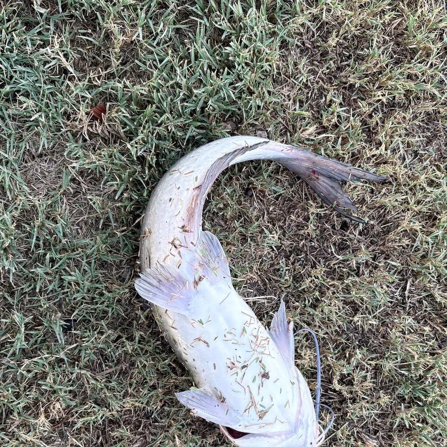 Channel catfish caught on Fishbrain
