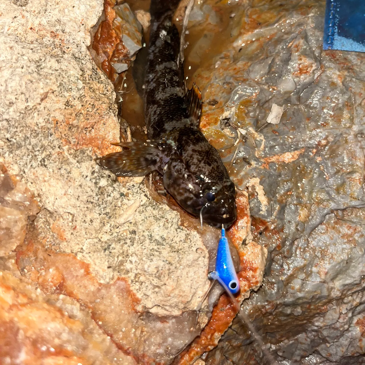 The most recent Madeira goby catches on Fishbrain