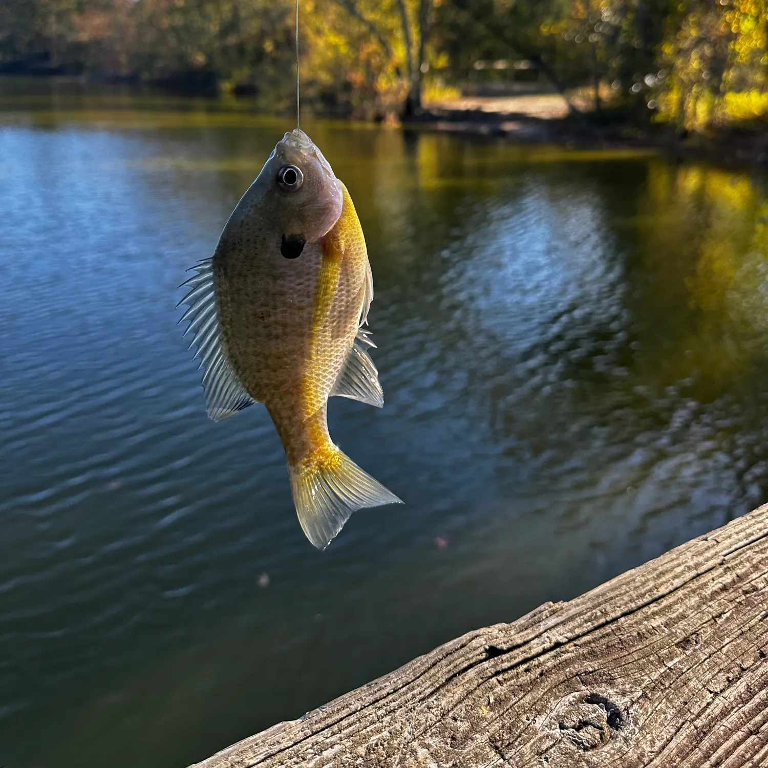 Bluegill caught on Fishbrain
