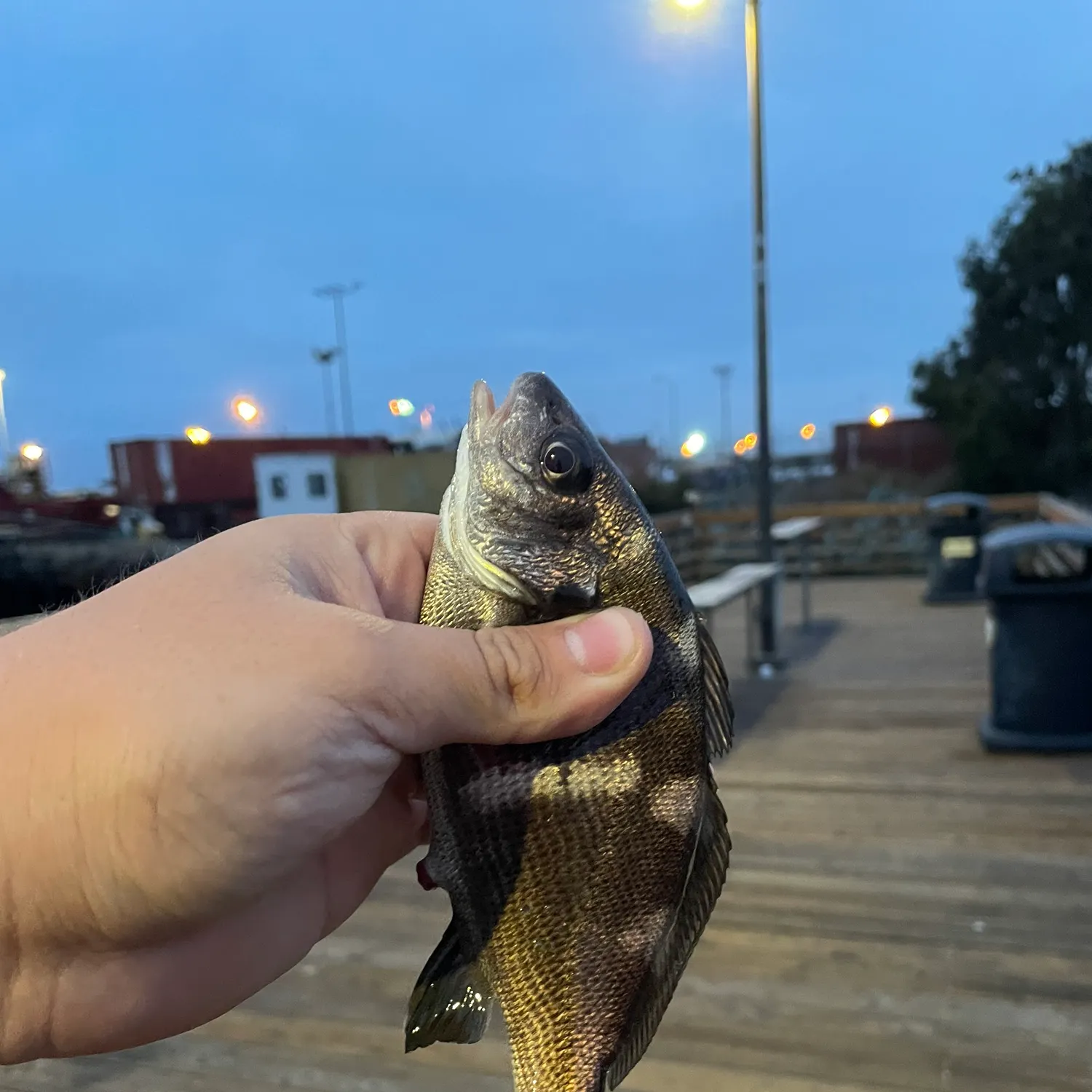 The most recent Black croaker catches on Fishbrain