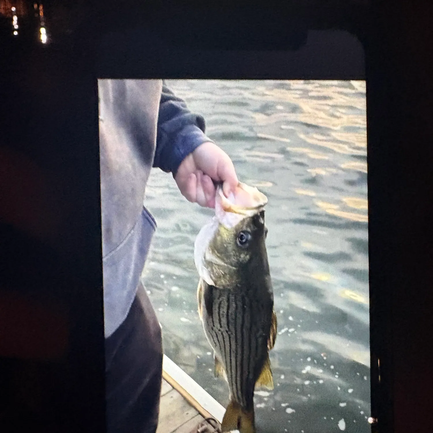 Striped bass caught on Fishbrain