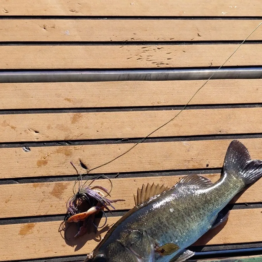 Largemouth bass caught on Fishbrain