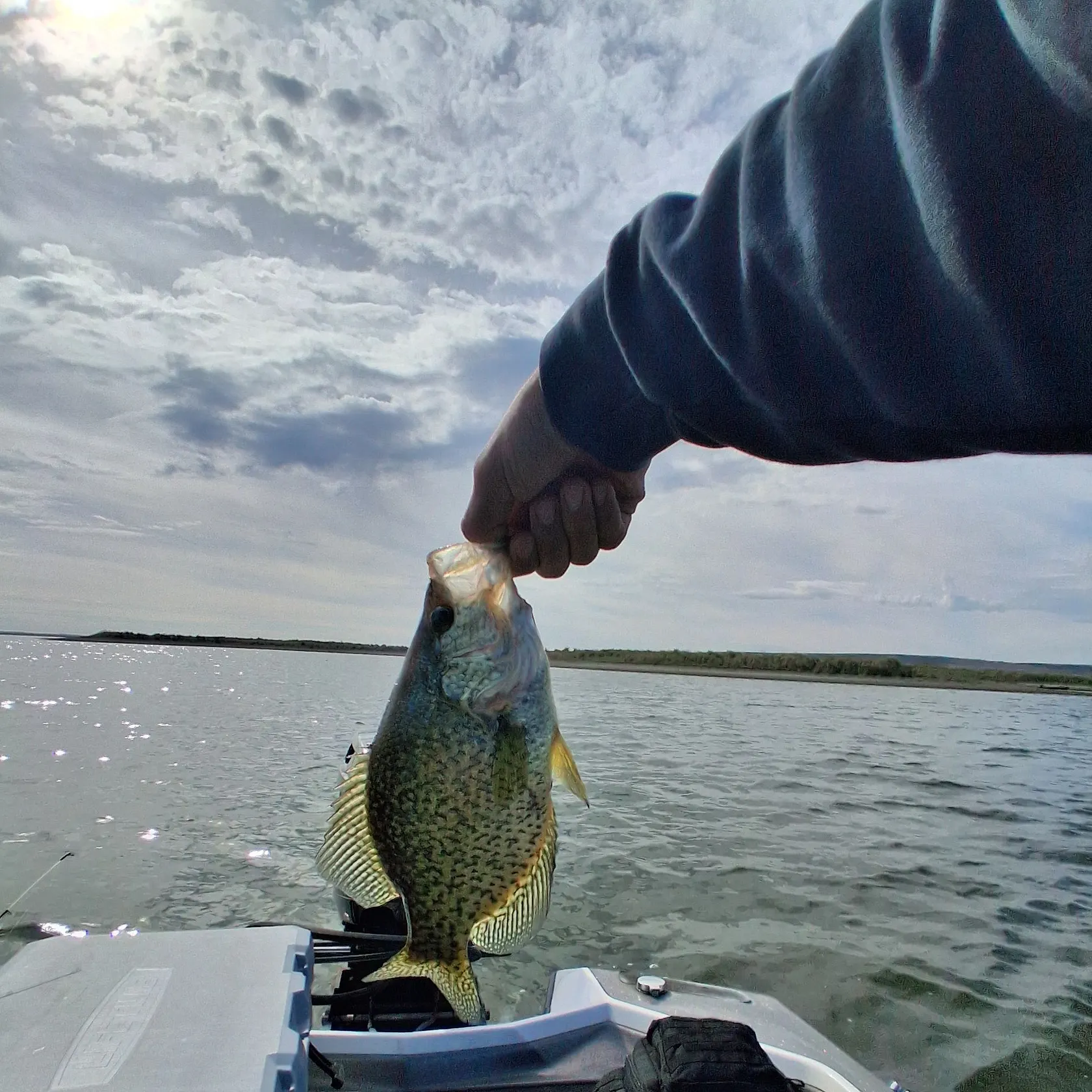 White crappie caught on Fishbrain