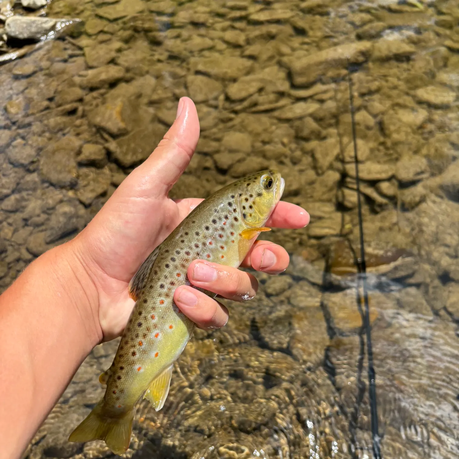 The most recent Brown trout catches on Fishbrain