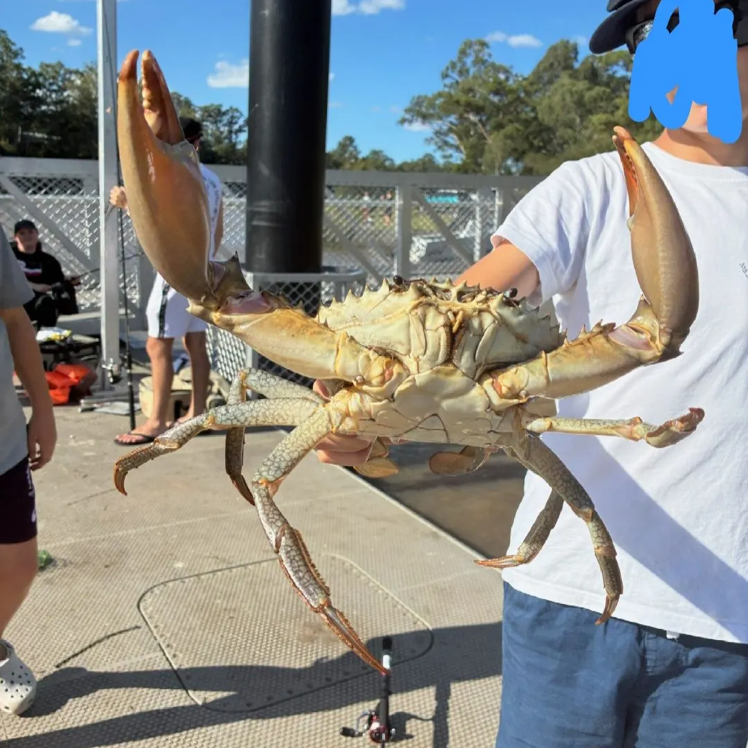 The most recent Giant mud crab catches on Fishbrain