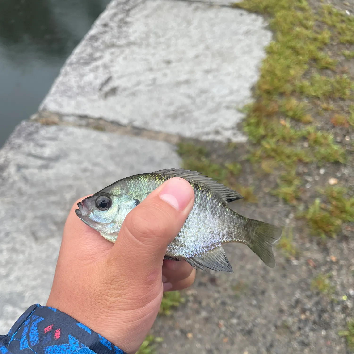Bluegill caught on Fishbrain