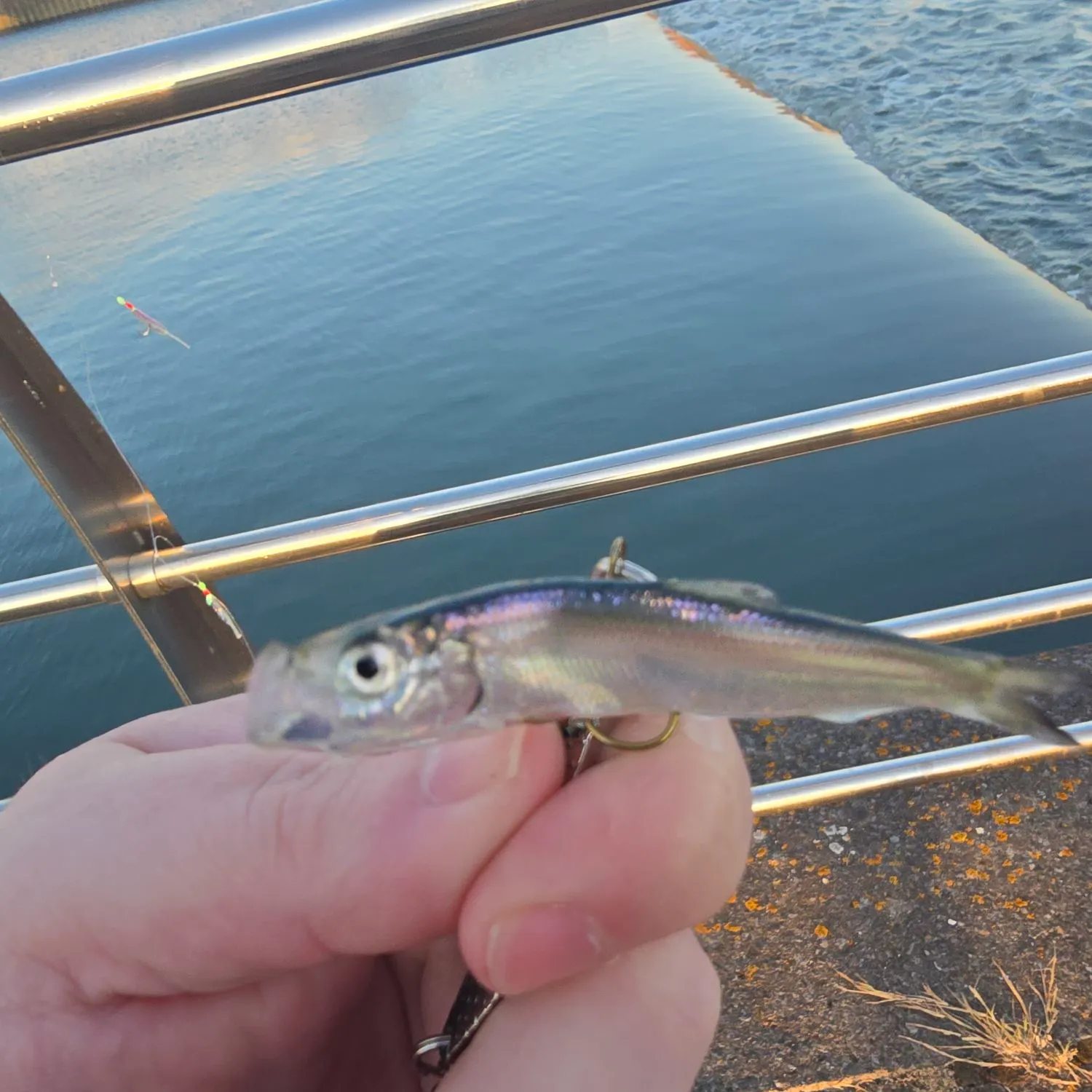 The most recent Sand smelt catches on Fishbrain