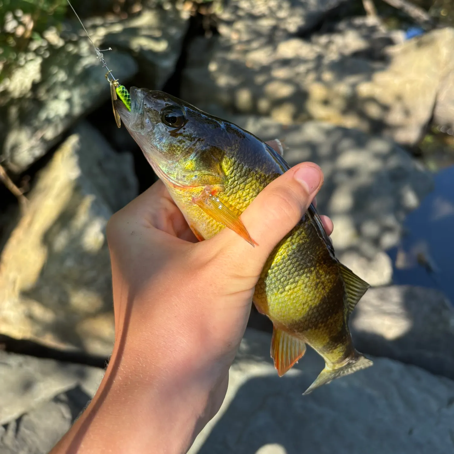 catch