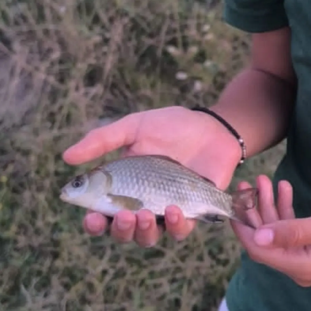 The most recent Prussian carp catches on Fishbrain