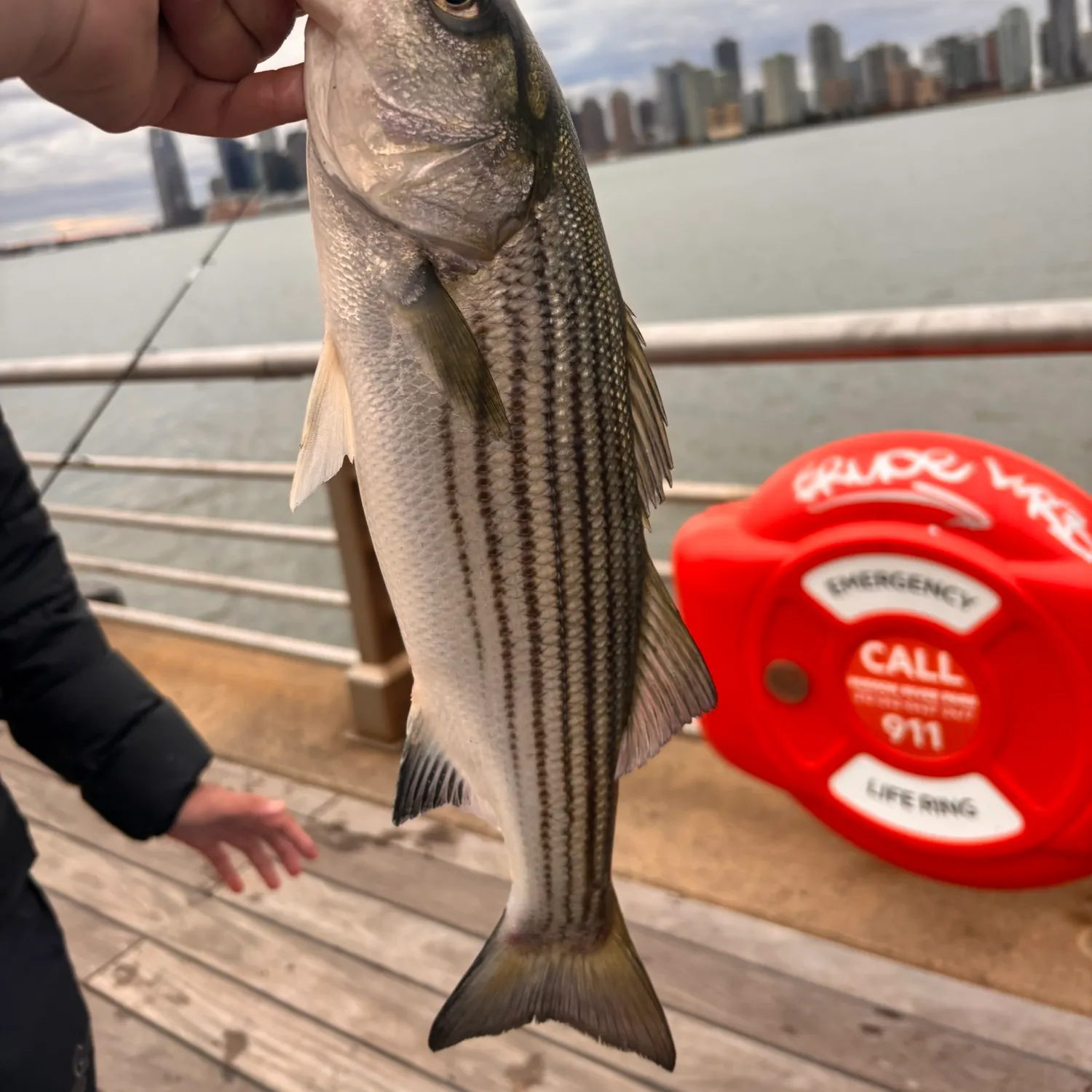 Striped bass caught on Fishbrain